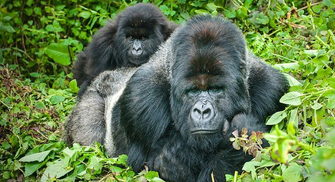 Rwanda is home of a few remanining mountain gorillas in the world